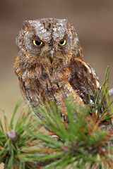The Eurasian scops owl (Otus scops) or the European scops owl or just scops owl sitting on a branch of pine. Samll owl with yellow eyes.