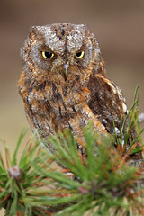 The Eurasian scops owl (Otus scops) or the European scops owl or just scops owl sitting on a branch...