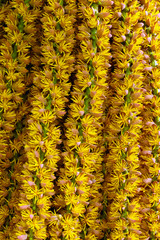 Palm tree inflorescence, structure of large palm tree flowers.