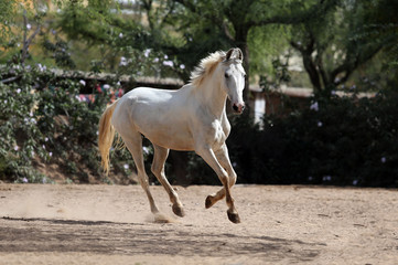 marwari horse in the field