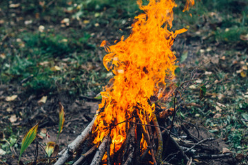 Bonfire in the forest is a dangerous situation