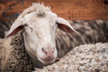 sheep in a wooden pile
