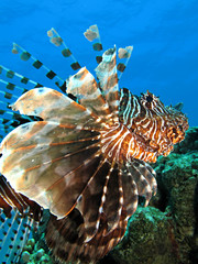 Common lionfish (pterois miles). Taking in Red Sea, Egypt.