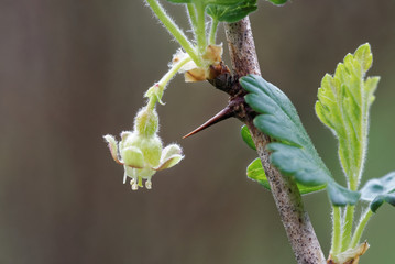 Gooseberry flower and needle