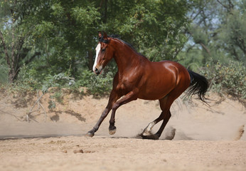 marwari horse in the field