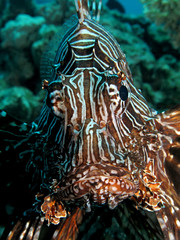 Common lionfish (pterois miles). Taking in Red Sea, Egypt.