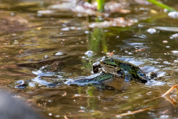 Teichfrosch