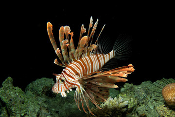 Common lionfish (pterois miles). Taking in Red Sea, Egypt.