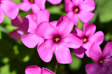 Fototapeta na wymiar Pink flower. Spring and summer background