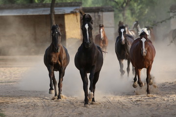 the herd of marwari mares running fee