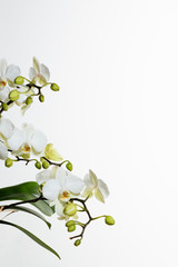 Fototapeta na wymiar beautiful orchids on white