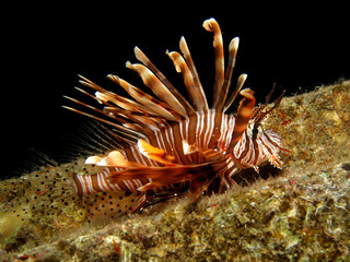 Common lionfish (pterois miles). Taking in Red Sea, Egypt.