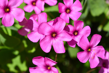 Pink flower. Spring and summer background