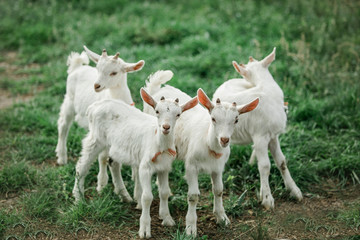 Obraz premium Group of baby goats on a farm