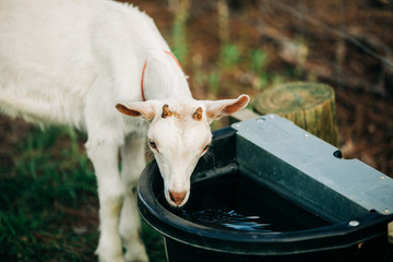 Baby Goat Drinking from a Trough of water 