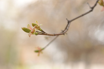 branch of tree in spring