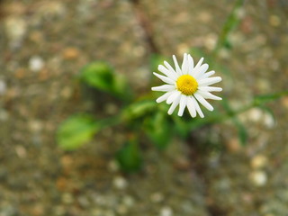 G&auml;nsebl&uuml;mchen wachsend aus einer Fuge zwischen Steinplatten. 