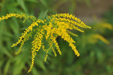yellow flowers in the garden