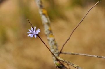 wild flowers on a background