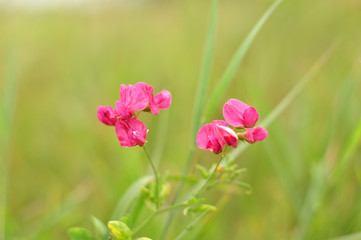 pink flower in the garden