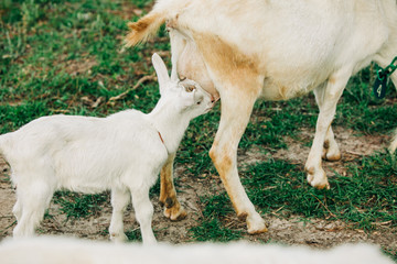 Obraz na płótnie Canvas Baby goat feeding from a mother goat on a farm in the spring