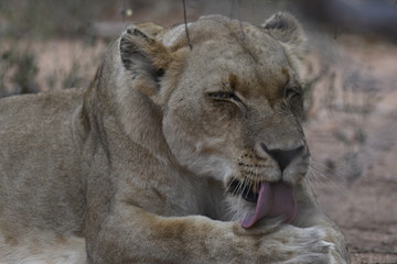 Lion d'Afrique