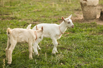 Obraz premium Group of baby goats on a farm