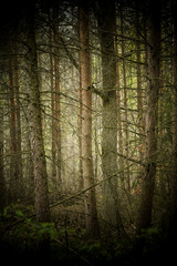 Fototapeta premium leśny klimat