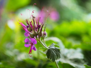 Pinke Blumen mit gr&uuml;nem Hintergrund.