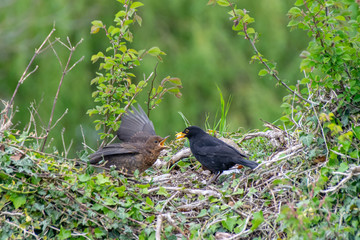 Male blackbird (turdus merula) feeding fledged juvenile female bird