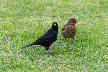 Male blackbird (turdus merula) feeding fledged juvenile female bird