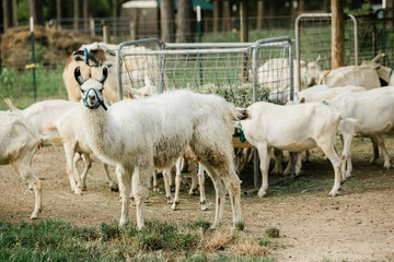 Protective Llamas with Mother and Baby Goats on a Farm