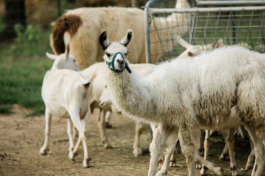 Protective Llamas With Mother And Baby Goats On A Farm