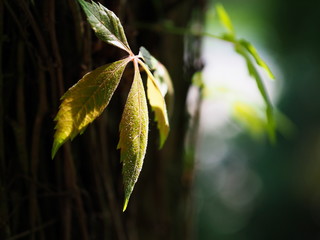 Wilder Wein. Blatt vom wilden Wein.