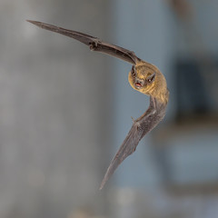 Flying pipistrelle bat trigger flash