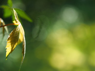 Wilder Wein. Blatt vom wilden Wein.