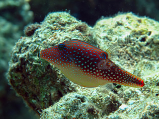 Red Sea Toby ( Canthigaster margaritata) Taken in Red Sea, Egypt.              