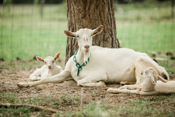 Mother and Baby goats on a Farm in the spring