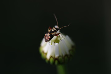 Wanze auf geschlossener Margarite