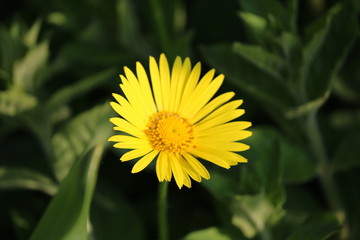 gelbe blume