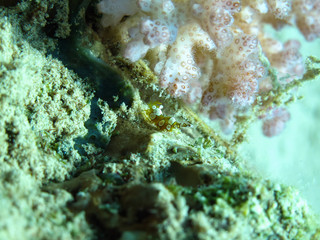 Fototapeta na wymiar Squat Shrimp (Thor Amboinensis). Taken in Red Sea, Egypt. 