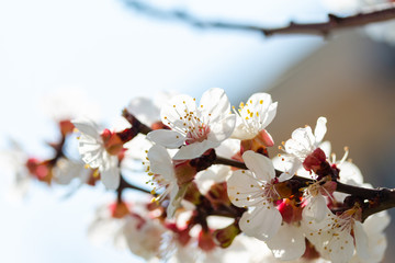 flowering tree