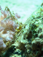 Squat Shrimp (Thor Amboinensis). Taken in Red Sea, Egypt.                                     