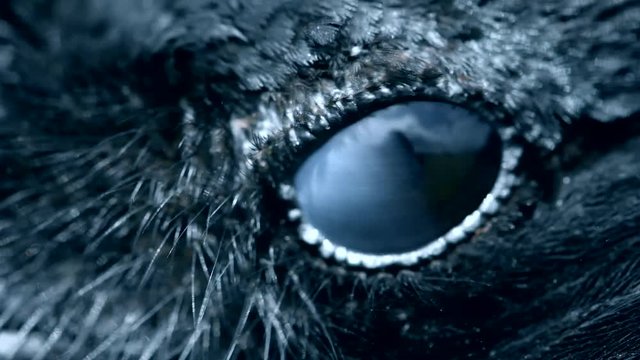 Raven eye close-up, macro, eye of hooded crow. toned.
