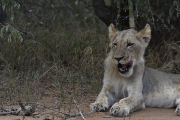 Fototapeta na wymiar Lion d'Afrique