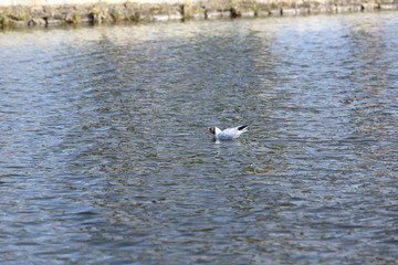 The wild lonely Seagull floats in the blue waves of the sea.