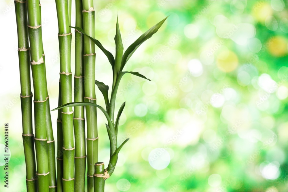 Poster Many bamboo stalks  on background