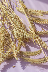 Spikelets of yellow wheat on a pink background