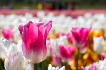 Close up Pink and White Tulip Spring Flower