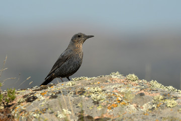 Imagen del roquero solitario en la naturaleza